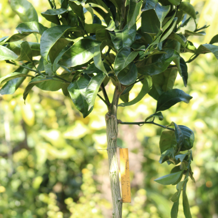 Mandarinier Satsuma "Poncirus Trifoliata" 7/9 Litres