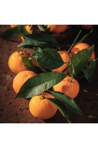 Oranges Douces 2kg