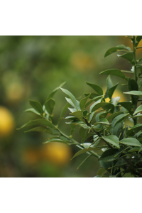 Yuzu "Poncirus Trifoliata" 7/9 Litres