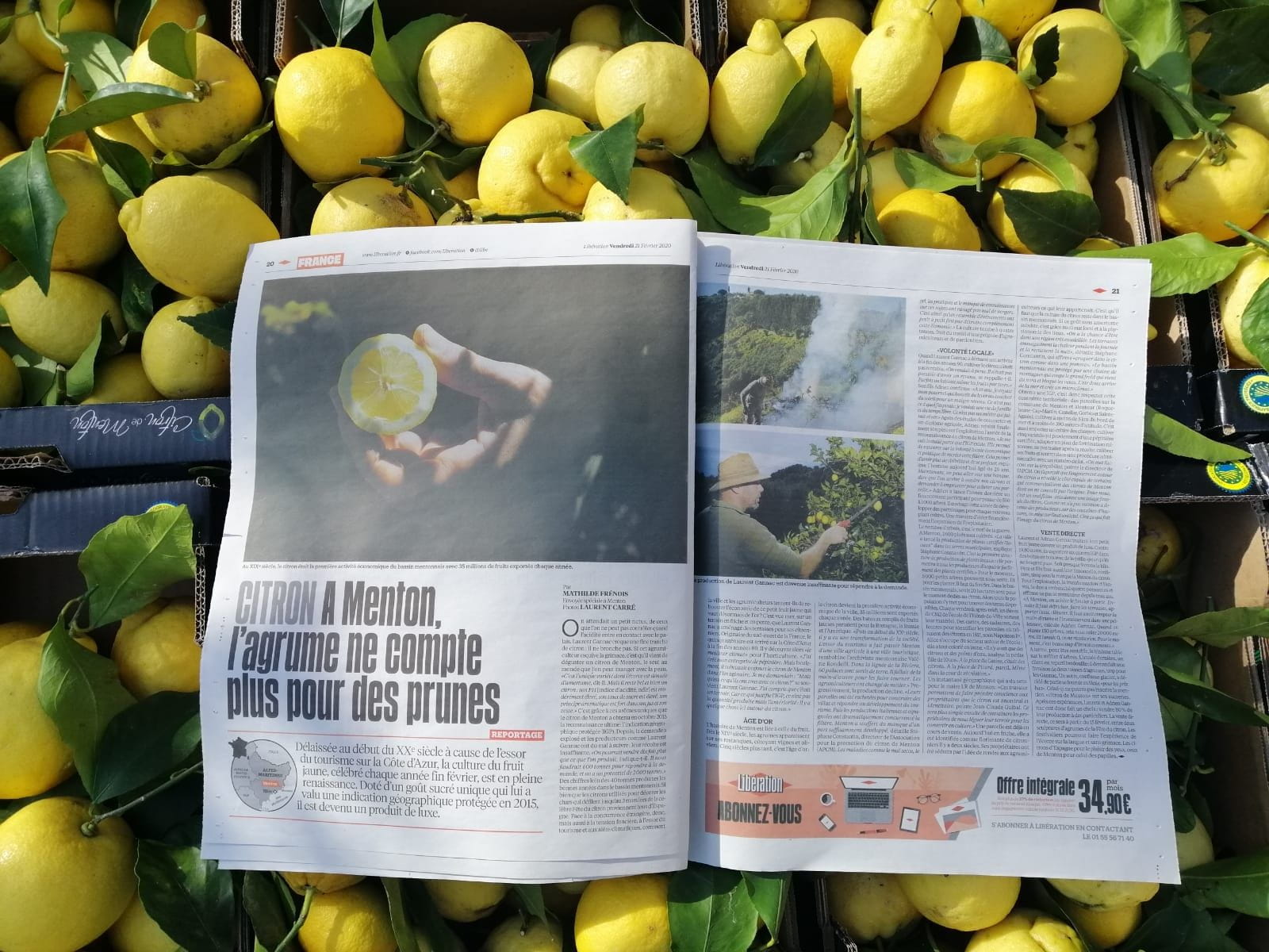 Le citron, fruit ensoleillé de notre quotidien - Infothèque